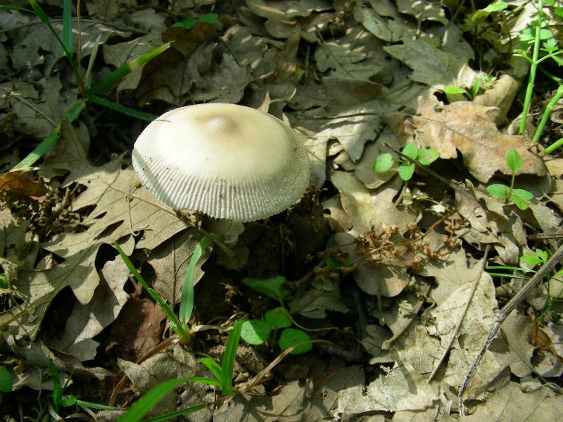 5) Fotografati il 12.06.2012. sotto Quercia (bosco asciutto)